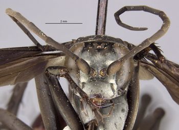 Media type: image;   Entomology 27136 Aspect: head frontal view
